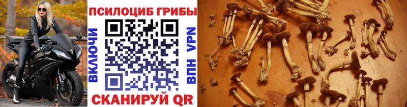 Псилоцибиновые грибы Psilocybine cubensis  нарко площадка наркотические препараты  Томск 